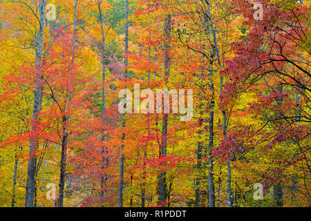 Herbst Laub entlang des kleinen Flusses, Great Smoky Mountains National Park, Tennessee, USA Stockfoto