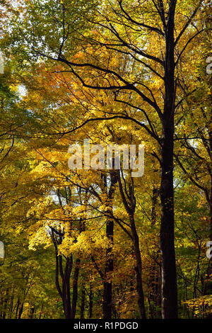 Herbst Laub im Wald Unterwuchs auf der Newfound Gap Road, Great Smoky Mountains National Park, Tennessee, USA Stockfoto