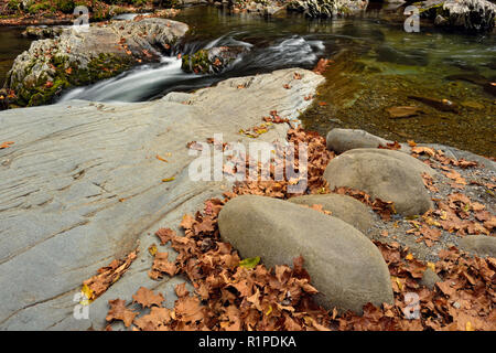 Polierte Steine und Laub rund um die Wasserfälle in der Pigeon River bei Greenbrier, Great Smoky Mountains National Park, Tennessee, USA Stockfoto