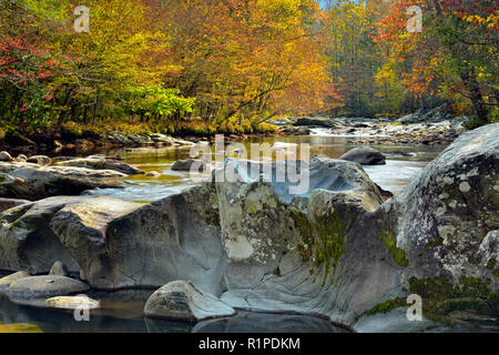 Polierte Steine und Laub rund um die Wasserfälle in der Pigeon River bei Greenbrier, Great Smoky Mountains National Park, Tennessee, USA Stockfoto