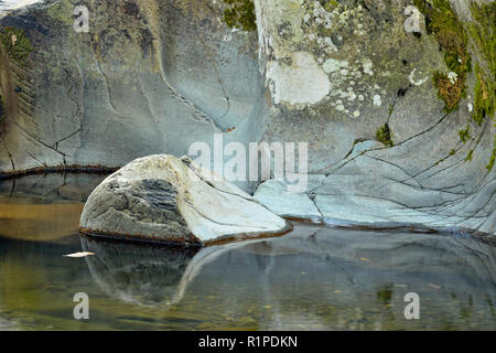 Polierte Steine und Laub rund um die Wasserfälle in der Pigeon River bei Greenbrier, Great Smoky Mountains National Park, Tennessee, USA Stockfoto