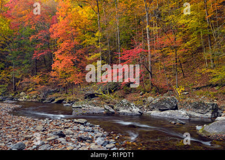 Herbst Laub überragt den kleinen Fluss, Great Smoky Mountains National Park, Tennessee, USA Stockfoto