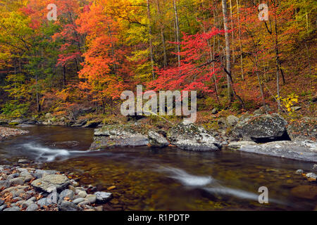 Herbst Laub überragt den kleinen Fluss, Great Smoky Mountains National Park, Tennessee, USA Stockfoto