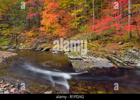 Herbst Laub überragt den kleinen Fluss, Great Smoky Mountains National Park, Tennessee, USA Stockfoto