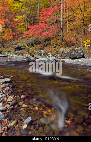 Herbst Laub überragt den kleinen Fluss, Great Smoky Mountains National Park, Tennessee, USA Stockfoto