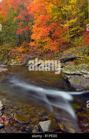 Herbst Laub überragt den kleinen Fluss, Great Smoky Mountains National Park, Tennessee, USA Stockfoto