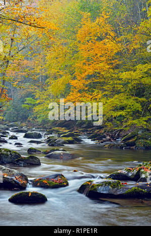 Herbst Laub überragt den kleinen Fluss, Great Smoky Mountains National Park, Tennessee, USA Stockfoto