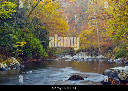 Herbst Laub überragt den kleinen Fluss, Great Smoky Mountains National Park, Tennessee, USA Stockfoto