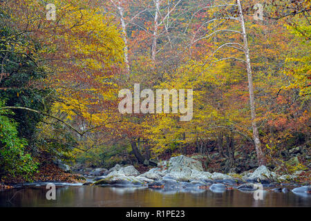 Herbst Laub überragt den kleinen Fluss, Great Smoky Mountains National Park, Tennessee, USA Stockfoto