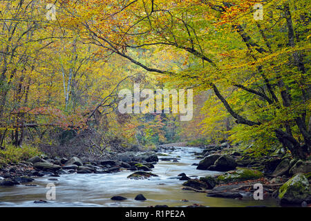 Herbst Laub überragt den kleinen Fluss, Great Smoky Mountains National Park, Tennessee, USA Stockfoto