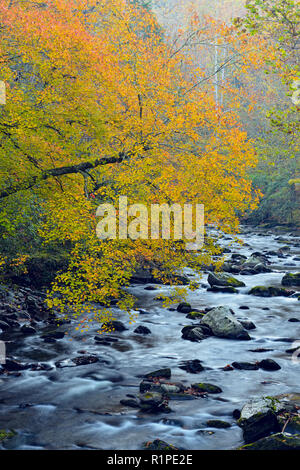 Herbst Laub überragt den kleinen Fluss, Great Smoky Mountains National Park, Tennessee, USA Stockfoto