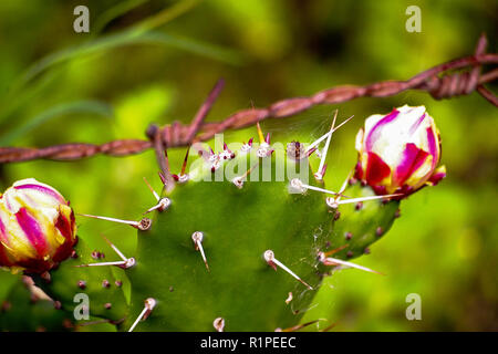 Nahaufnahme des Feigenkaktus (Opuntia Kakteen) in voller Blüte, mit spitzen Dornen. Grüner Hintergrund, geringe Tiefenschärfe. Stockfoto