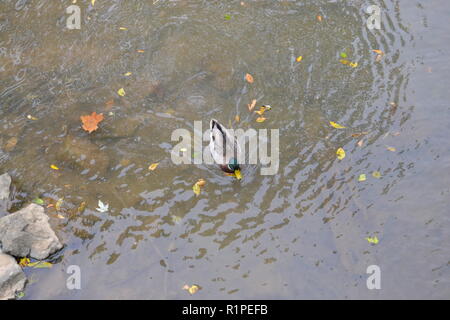 Mallard Enten schwimmen im Bach am Sweetwater Ente Park in Sweetwater, TN Stockfoto