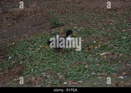 Stockente im Herbst Blätter an die Ente Park in Sweetwater, TN Stockfoto