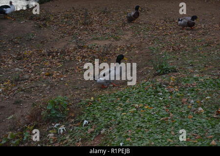 Stockente im Herbst Blätter an die Ente Park in Sweetwater, TN Stockfoto