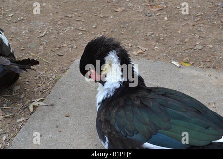 Porträt einer Muscovy Duck Duck Park in Sweetwater Sweetwater, TN sitzen. Stockfoto