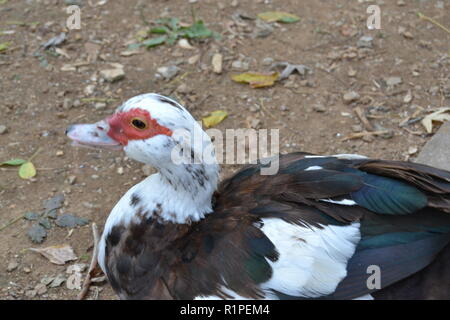 Porträt einer Muscovy Duck Duck Park in Sweetwater Sweetwater, TN sitzen. Stockfoto