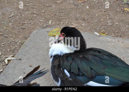 Porträt einer Muscovy Duck Duck Park in Sweetwater Sweetwater, TN sitzen. Stockfoto