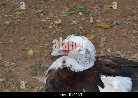 Porträt einer Muscovy Duck Duck Park in Sweetwater Sweetwater, TN sitzen. Stockfoto