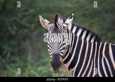 Zebra Portrait und Nahaufnahmen der seitlichen Blick auf Kopf an der Kamera, die in der wild von Madikwe Game Reserve in Südafrika Stockfoto