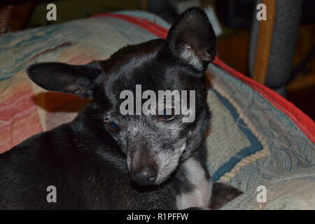 Portrait von Jack Russell Hund. Stockfoto