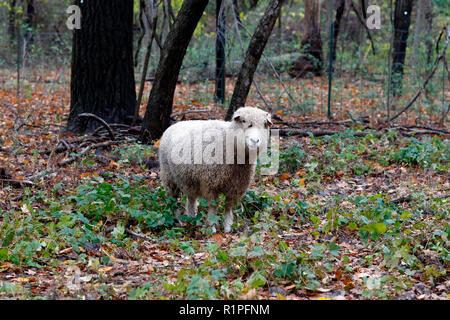 Ein Cotswold-Schaf (Ovis widder) in einer Waldgegend Stockfoto