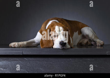 Porträt eines traurigen Hund auf einem dunklen Hintergrund. Reinrassige Erwachsenen Beagle. Stockfoto