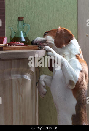 Süße Beagle isst Würstchen auf dem Küchentisch links geraucht. Stockfoto