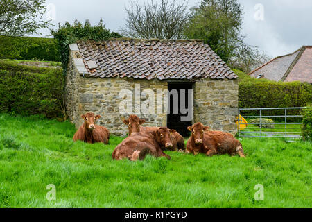 4 braune Kühe (Rinder) liegend, Entspannung & Erholung in langen Gras durch kleine Scheune aus Stein - in der Nähe der Ortschaft Grewelthorpe, North Yorkshire, England, UK. Stockfoto