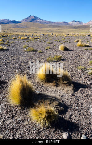 Vulkane und Wüstenlandschaft, El Taito, in der Nähe von San Pedro de Atacama, Chile Stockfoto