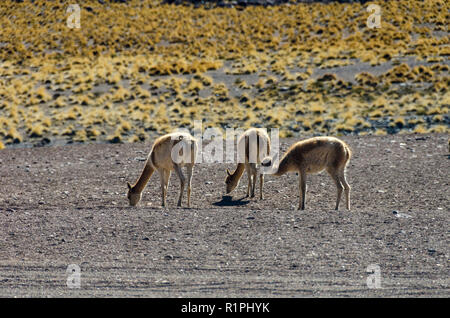 Vikunja in der Wüste von El Taito, in der Nähe von San Pedro de Atacama, Chile Stockfoto