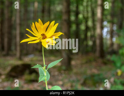 Topinambur in Wald Ambiente Stockfoto