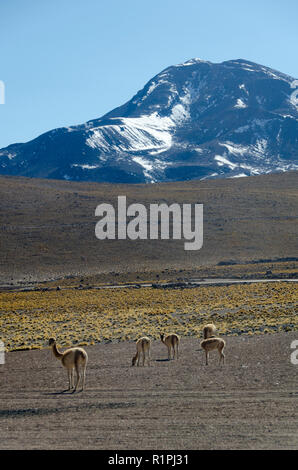 Vikunja in der Wüste von El Taito, in der Nähe von San Pedro de Atacama, Chile Stockfoto