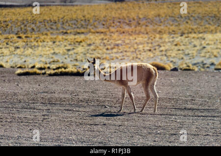 Vikunja in der Wüste von El Taito, in der Nähe von San Pedro de Atacama, Chile Stockfoto