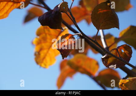 Zweig mit bunten Blättern gegen einen blauen Himmel. Stockfoto