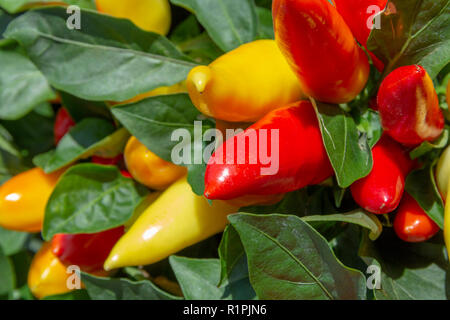 Pflanze mit roten und gelben Chili Früchte in sonnigem Ambiente Stockfoto