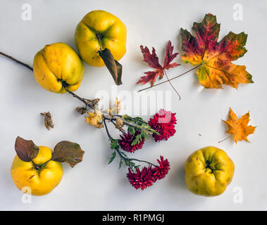 Stillleben mit Quitten, Herbst Blätter und Blüten. Vitamine. reife Frucht. chrysontemus. Stockfoto