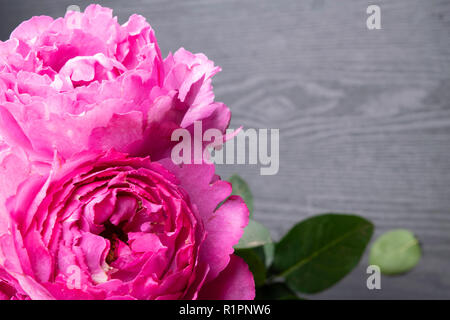 Pion-förmige Rosen auf grauem Hintergrund isoliert, selektive konzentrieren. Rosa pion-förmige Rosen. Blumen für Valentinstag und März 8, Kopie, selec Stockfoto