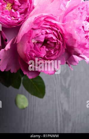 Pion-förmige Rosen auf grauem Hintergrund isoliert, selektive konzentrieren. Rosa pion-förmige Rosen. Blumen für Valentinstag und März 8, Kopie, selec Stockfoto