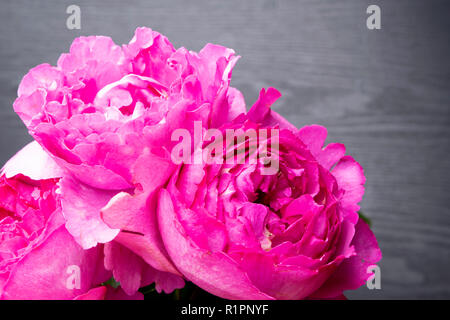 Pion-förmige Rosen auf grauem Hintergrund isoliert, selektive konzentrieren. Rosa pion-förmige Rosen. Blumen für Valentinstag und März 8, Kopie Raum Stockfoto