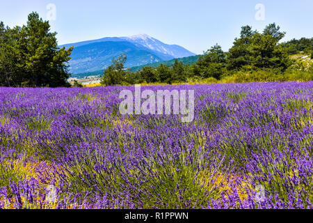 Berg Mont Ventoux mit Lavendel Feld im Vordergrund, Dorf Ferrassières, Provence, Frankreich Stockfoto