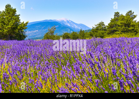 Berg Mont Ventoux mit Lavendel Feld im Vordergrund, Dorf Ferrassières, Provence, Frankreich Stockfoto