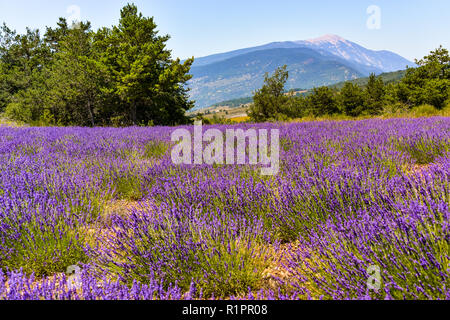 Berg Mont Ventoux mit Lavendel Feld im Vordergrund, Dorf Ferrassières, Provence, Frankreich Stockfoto