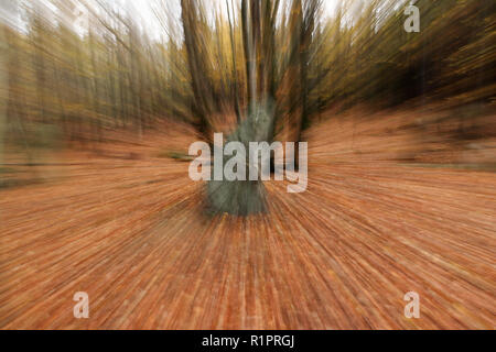 Menhire in den Wäldern, Tschechische Republik Stockfoto