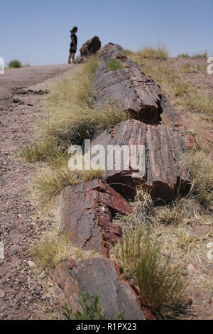 Frau untersucht ein versteinerter Baumstamm in Petrified Forest National Park, Arizona Stockfoto