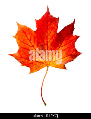 Mape Blätter auf weißen isoliert. Stockfoto