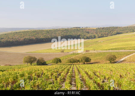 Die Weinberge von Sancerre, Frankreich. Die Gegend ist für seine Weine aus Rebsorten wie Pinot Noir und Sauvignon Blanc bekannt. Es ist auch auf der Stockfoto