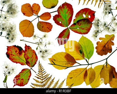 Dornbusch Blätter, Buche, Eiche, Blätter, Old Mans Bart und Adlerfarn Wedel, die Veränderung der Farben im Herbst Stockfoto