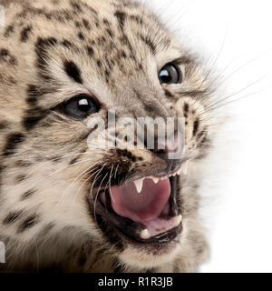 Snow Leopard Panthera Uncia uncia oder Unziale, 2 Monate alt, vor weißem Hintergrund Stockfoto