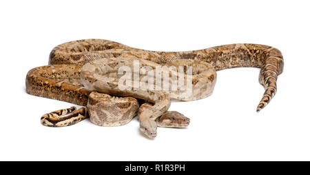 Zwei gemeinsame Nördlichen Boas, Boa constrictor Imperator, von Hog Island, Honduras, Mittelamerika, vor weißem Hintergrund Stockfoto